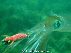 Greedy Squid,
Melbourne by Adolfo Maciocco 